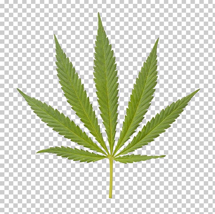 Medical Cannabis Hemp Tetrahydrocannabinol PNG, Clipart, Beautiful Face Closeup, Cannabis, Cannabis In California, Care, Drug Free PNG Download