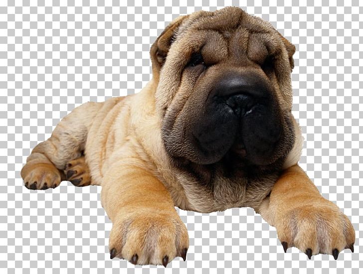 Shar Pei Puppy Pug Rottweiler Dog Toys PNG, Clipart, Animals, Carnivoran, Companion Dog, Dog, Dog Breed Free PNG Download