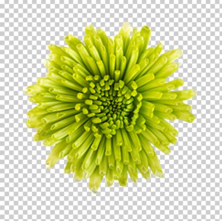 Woodstock The Floral Express Inc. Chrysanthemum Curries Road Cut Flowers PNG, Clipart, Chrysanthemum, Chrysanths, Cut Flowers, Daisy Family, Delivery Free PNG Download