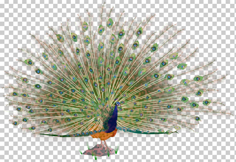 Feather PNG, Clipart, Beak, Bird, Feather, Peafowl, Tail Free PNG Download