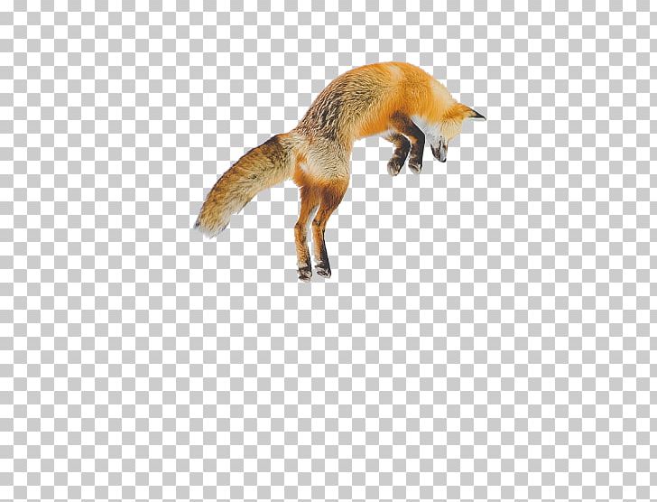 Arctic Fox Red Fox Jumping Nine-tailed Fox PNG, Clipart, Animal, Arctic Fox, Carnivoran, Dog Jumping, Dog Like Mammal Free PNG Download