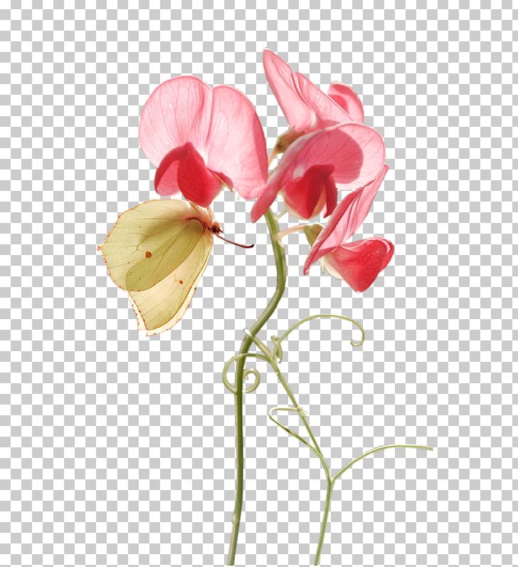Moth Orchids Cut Flowers Bud Plant Stem PNG, Clipart, Blossom, Bud, Bud Plant, Cicekler, Closeup Free PNG Download