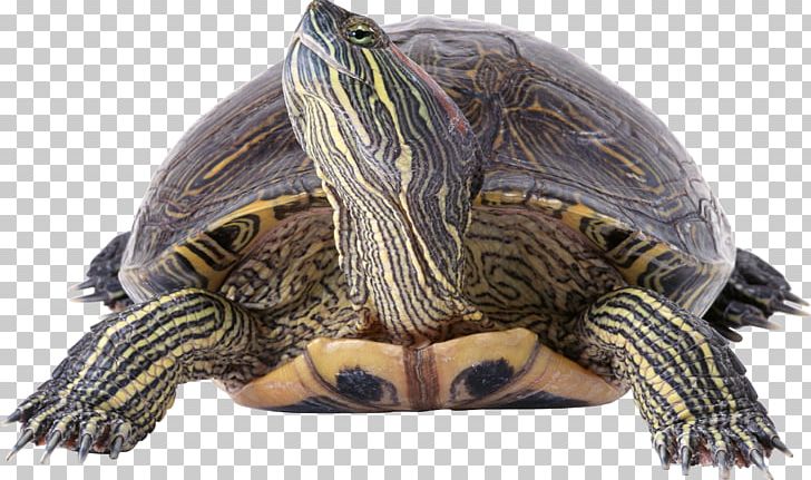 Turtle PNG, Clipart, Turtle Free PNG Download