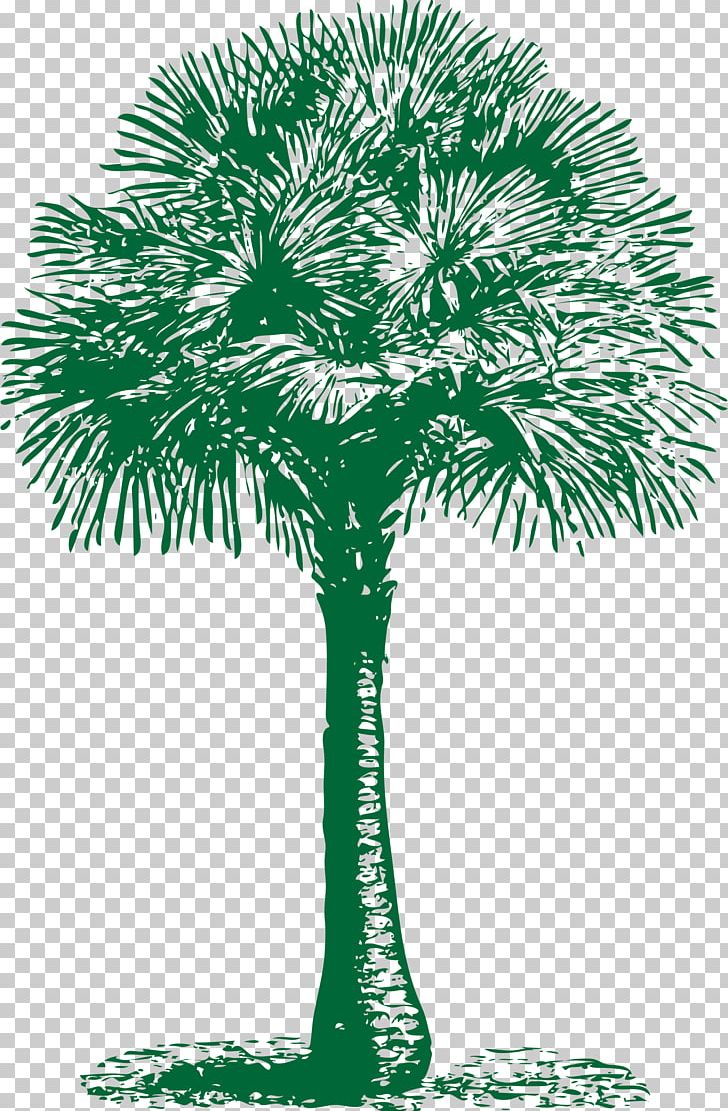 Arecaceae Asian Palmyra Palm Tree Washingtonia Filifera Date Palm PNG, Clipart, Arecaceae, Arecales, Asian Palmyra Palm, Borassus, Borassus Flabellifer Free PNG Download