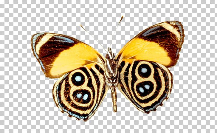 Butterfly Nymphalidae Pieridae PNG, Clipart, Arthropod, Brush Footed Butterfly, Color, Description, Drawing Free PNG Download