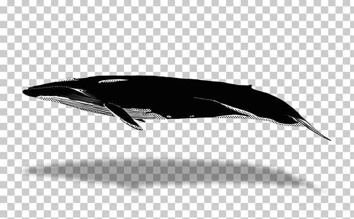 Dolphin Porpoise Cetacea Whale Watching Blue Whale PNG, Clipart, Animals, Automotive Design, Beluga Whale, Black, Black And White Free PNG Download