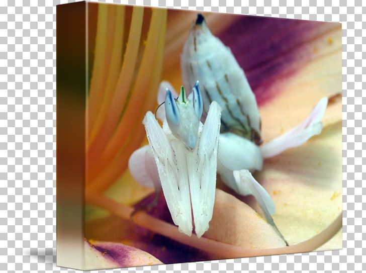 Insect Orchid Mantis Flower Mantis Idolomantis Diabolica PNG, Clipart, African Mantis, Animal, Animals, Bird, Common Pet Parakeet Free PNG Download