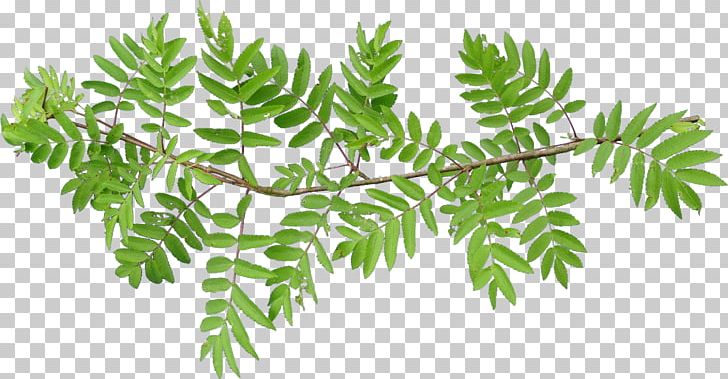 Leaf Vascular Plant Tree Fern Branch PNG, Clipart, Birch, Branch, Curry Tree, Fern, Ferns And Horsetails Free PNG Download