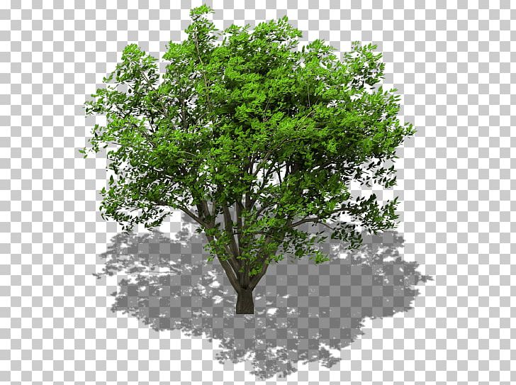 Tree Lindens Maple Oak Stock Photography PNG, Clipart, Branch, Leaf, Lindens, Maple, Nature Free PNG Download