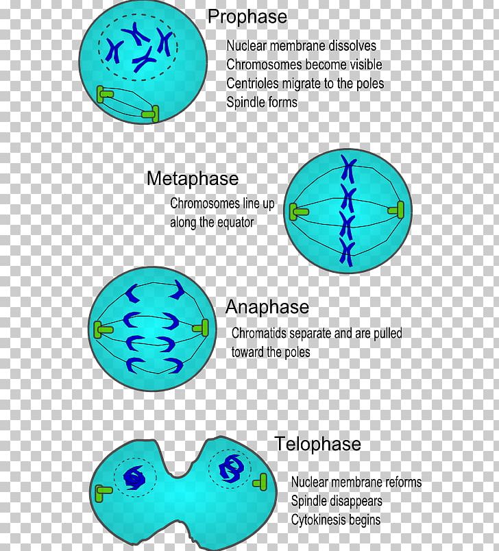 Cell Division Mitosis Cell Cycle Cytokinesis PNG, Clipart, Area, Cell, Cell Cycle, Cell Division, Cell Growth Free PNG Download