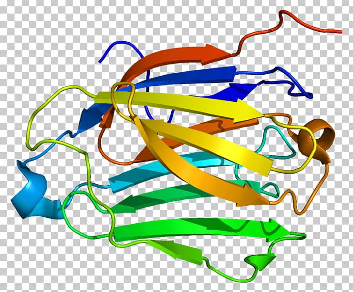 CLC Gene Wikipedia FOXP2 Poster PNG, Clipart, Area, Clc, Dna, English, Enzyme Free PNG Download