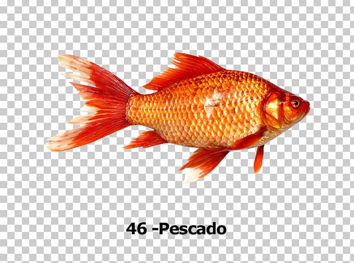 Goldfish Red Fishing PNG, Clipart, Animals, Blue, Bony Fish, Fauna, Feeder Fish Free PNG Download