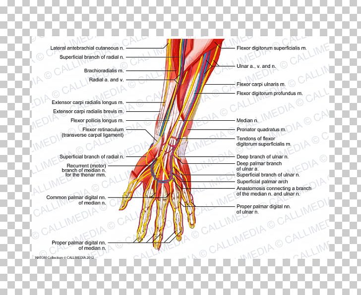 Radial Nerve Muscle Blood Vessel Forearm PNG, Clipart, Anatomy, Anterior, Arm, Artery, Blood Free PNG Download
