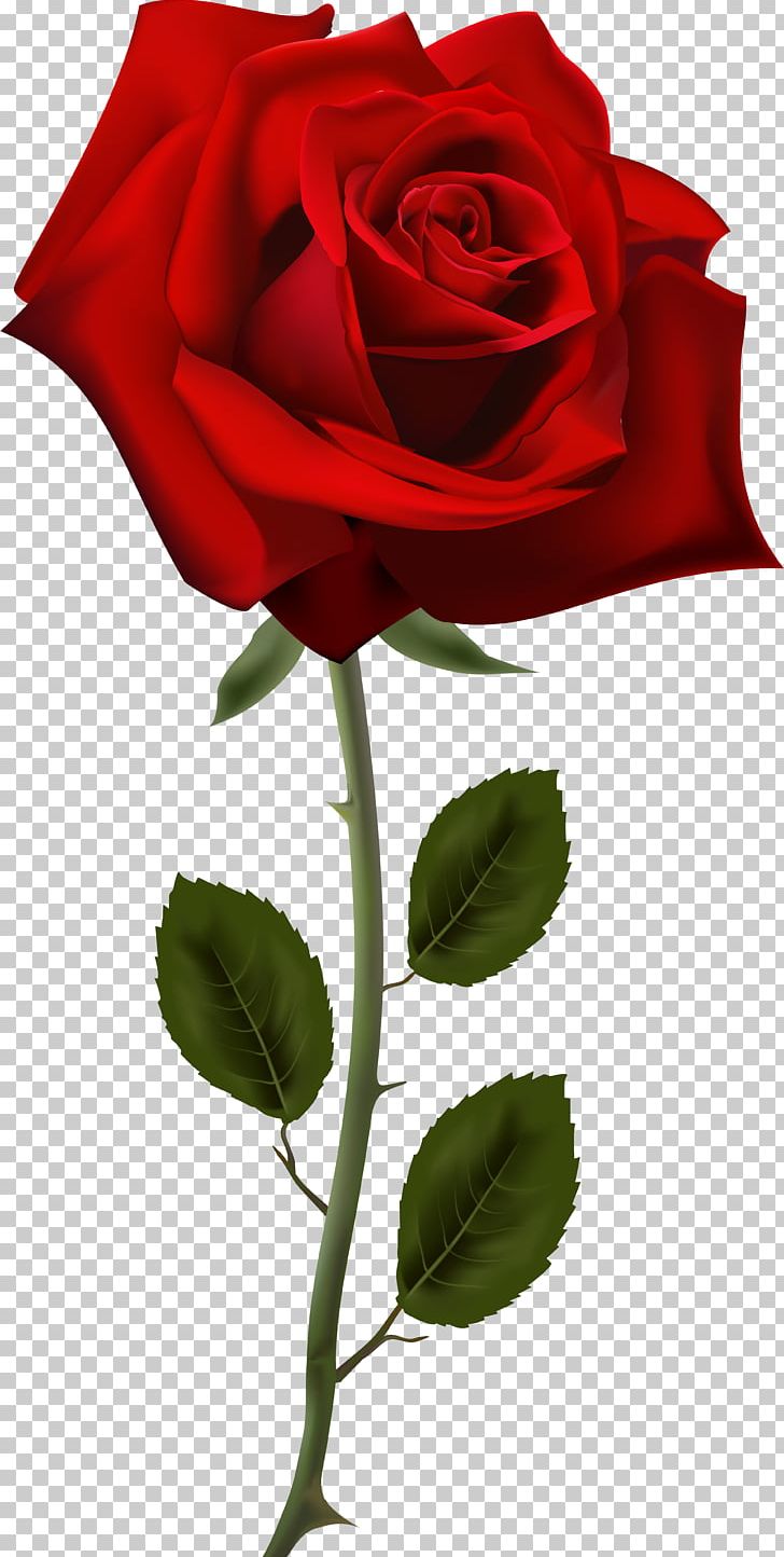 Rose Desktop Flower PNG, Clipart, China Rose, Clip Art, Color, Cut Flowers, Desktop Wallpaper Free PNG Download