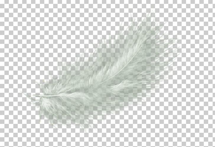 White Feather Drawing PNG, Clipart, Animals, Art White, Clip Art, Color, Desktop Wallpaper Free PNG Download