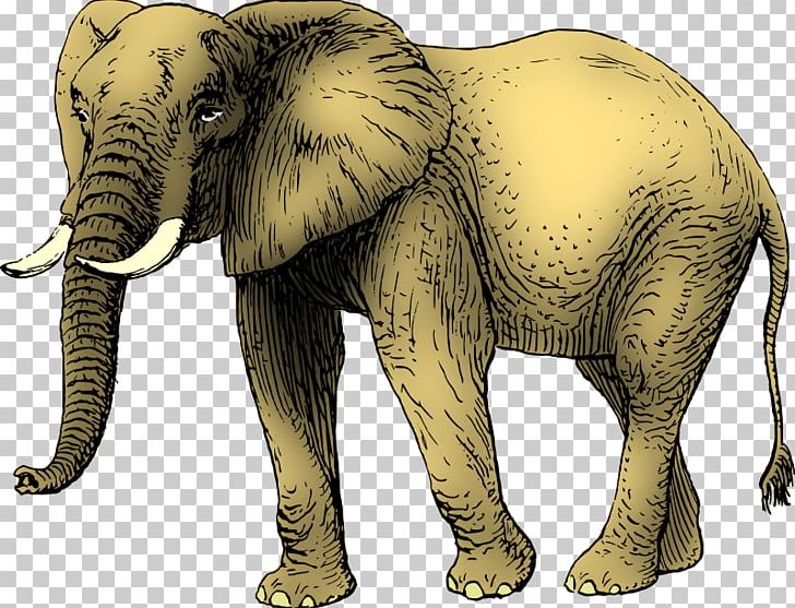 Asian Elephant African Elephant Drawing PNG, Clipart, African Elephant, Animals, Asian Elephant, Cattle Like Mammal, Color Free PNG Download