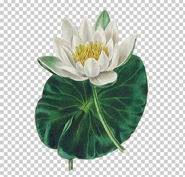 Botany Nelumbo Nucifera The Botanic Garden Flower Lotus Effect PNG, Clipart, Aquatic Plant, Artificial Flower, Benjamin Maund, Delphinium Grandiflorum, Flowering Plant Free PNG Download