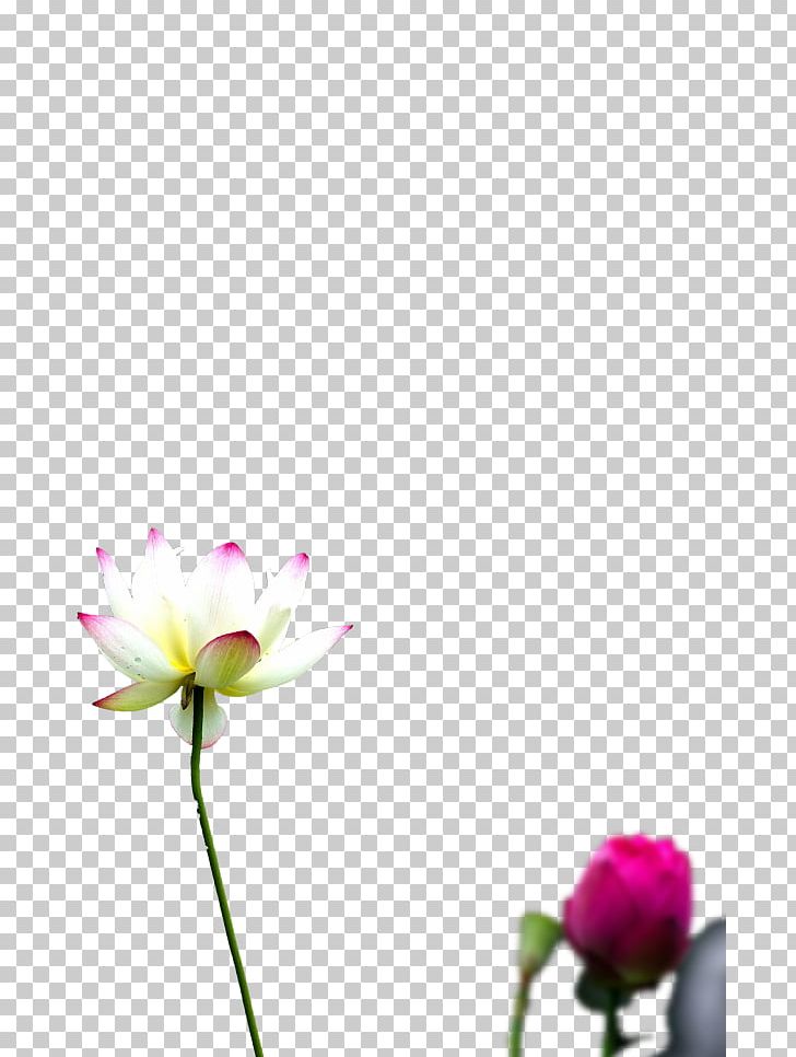 Daxue Xiaoxue Solar Term Xiazhi Flower PNG, Clipart, Blossom, Bud, Closeup, Computer Wallpaper, Daxue Free PNG Download