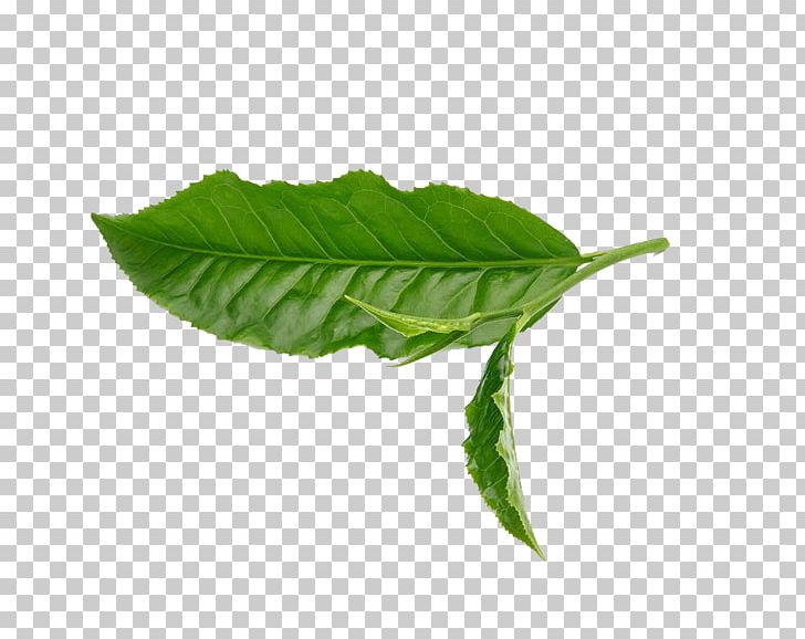 Green Tea Leaf White PNG, Clipart, Autumn Leaves, Banana Leaves, Camera Lens, Drink, Fall Leaves Free PNG Download