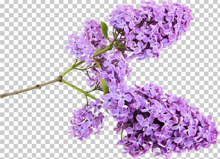 Lilac Computer Icons Flower PNG, Clipart, Branch, Computer Icons, Computer Software, Cut Flowers, Desktop Wallpaper Free PNG Download