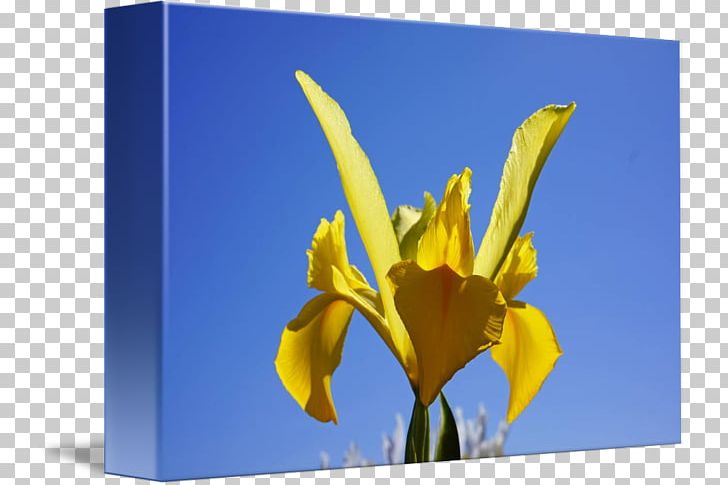 Tulip Petal Desktop Wildflower Plant Stem PNG, Clipart, Computer, Computer Wallpaper, Desktop Wallpaper, Flora, Flower Free PNG Download