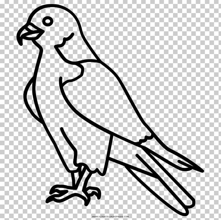Drawing Coloring Book Falcon Beak PNG, Clipart, Animal Ear, Animals, Art, Artwork, Beak Free PNG Download