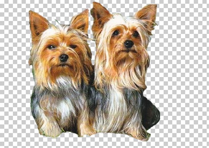 Yorkshire Terrier Australian Silky Terrier Australian Terrier Norwich Terrier Morkie PNG, Clipart, Australian Silky Terrier, Biewer Terrier, Breed, Carnivoran, Companion Dog Free PNG Download