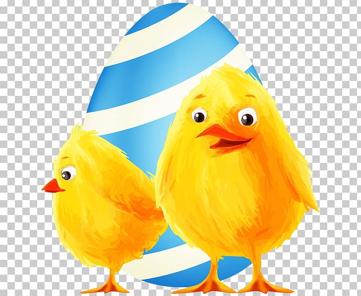 Chicken Easter PNG, Clipart, Animal, Animals, Beak, Bird, Blog Free PNG Download