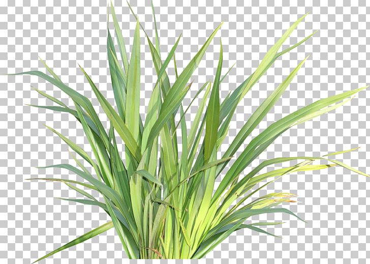 Herbaceous Plant Raster Graphics PNG, Clipart, Chrysopogon Zizanioides, Commodity, Desktop Wallpaper, Display Resolution, Grass Free PNG Download