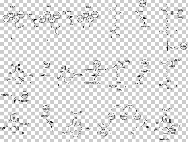 Saxitoxin Neurotoxin Paralytic Shellfish Poisoning Biosynthesis PNG, Clipart, Algae, Alkaloid, Angle, Area, Biosynthesis Free PNG Download