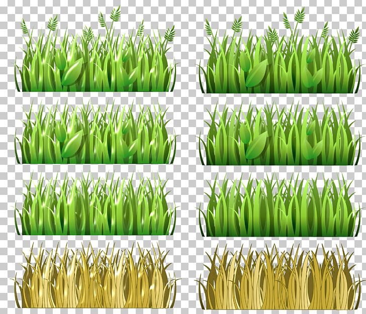 Wheatgrass Vetiver Cereal Food Grain PNG, Clipart, Cereal, Chrysopogon, Chrysopogon Zizanioides, Commodity, Field Free PNG Download