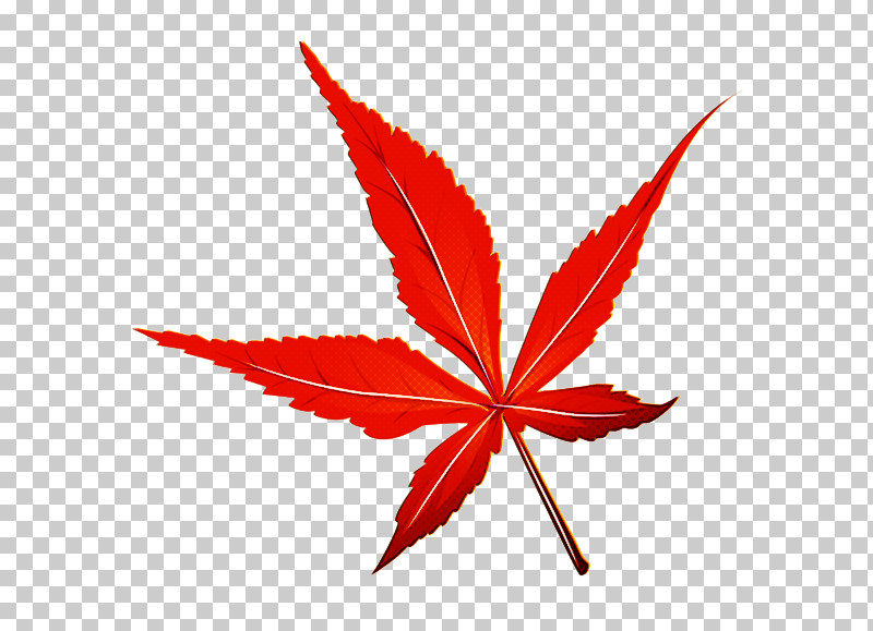 Maple Leaf PNG, Clipart, Flower, Hemp Family, Leaf, Maple, Maple Leaf Free PNG Download