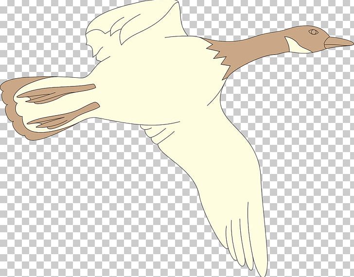 Duck Goose Flight Cygnini Illustration PNG, Clipart, Angels Wings, Angel Wing, Angel Wings, Animals, Arm Free PNG Download