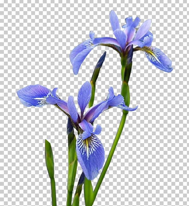 Iris Versicolor Irises Flower Painting PNG, Clipart, Blue, Botany, Cheval, Flower, Flowering Plant Free PNG Download