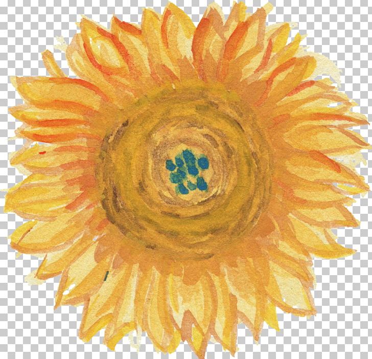 Common Sunflower Transparent Watercolor Watercolor Painting PNG, Clipart, Art, Art Museum, Circle, Common Sunflower, Cut Flowers Free PNG Download