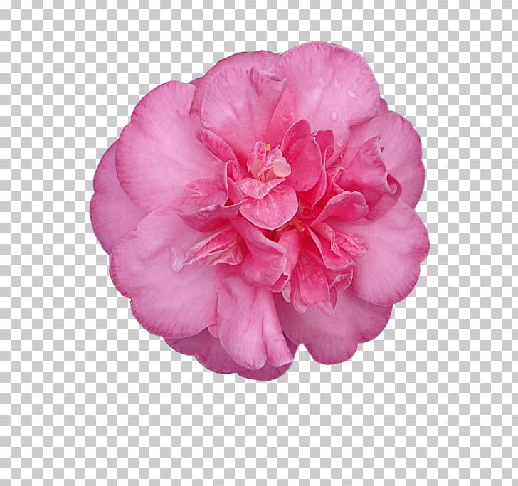 Digital Scrapbooking Embellishment PNG, Clipart, Camellia, China Rose, Embellishment, Flower, Flowering Plant Free PNG Download