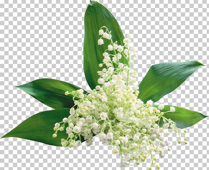 Flower Lily Of The Valley PNG, Clipart, Clip Art, Cut Flowers, Desktop Wallpaper, Floral Design, Flower Free PNG Download