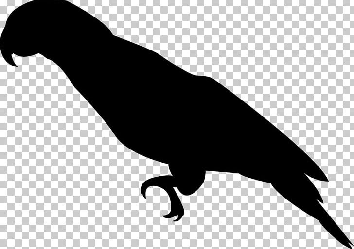 Parrot Bird Beak PNG, Clipart, Animals, Ara, Beak, Bird, Black And White Free PNG Download