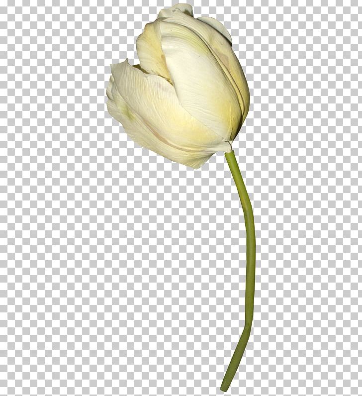 Tulip Petal Plant Stem Close-up PNG, Clipart, Bud, Closeup, Flower, Flowering Plant, Flowers Free PNG Download