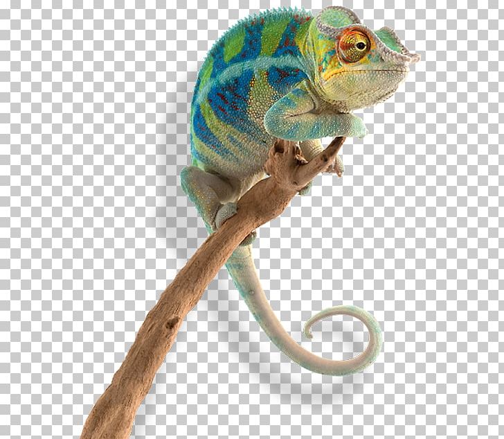 Chameleons Incredible Journeys: Amazing Animal Migrations Panther Chameleon Siamese Fighting Fish PNG, Clipart, African Chameleon, Amazing, Animal, Chamaeleon, Chameleon Free PNG Download