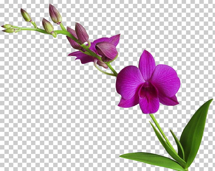 Flower Rose PNG, Clipart, Branch, Cattleya, Cut Flowers, Dendrobium, Desktop Wallpaper Free PNG Download