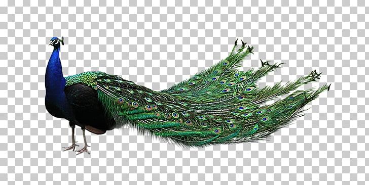 Peacock PNG, Clipart, Peacock Free PNG Download