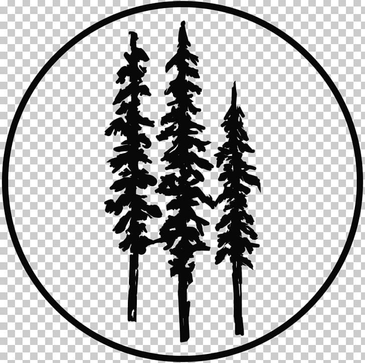 Spruce Redwood National And State Parks Coast Redwood Drawing Tree PNG, Clipart, Black And White, Branch, Chaparral, Coast Redwood, Conifer Free PNG Download