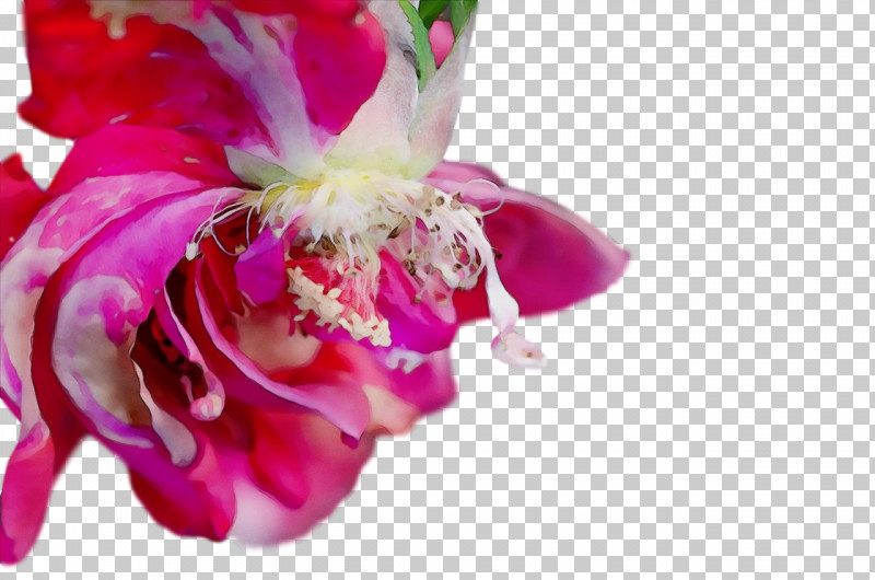Floral Design PNG, Clipart, Biology, Closeup, Cut Flowers, Floral Design, Flower Free PNG Download