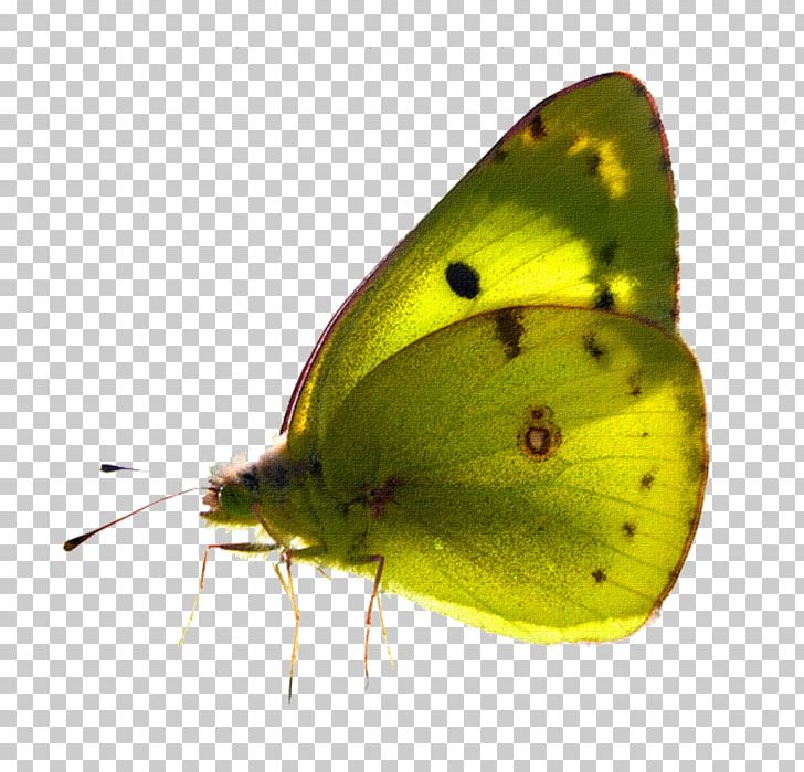 Butterfly Desktop Pollinator PNG, Clipart, Arthropod, Brush Footed Butterfly, Butterflies And Moths, Butterfly, Colias Free PNG Download