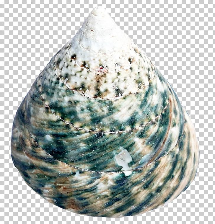Cockle Seashell PNG, Clipart, Beach, Clam, Clams Oysters Mussels And Scallops, Cockle, Computer Icons Free PNG Download