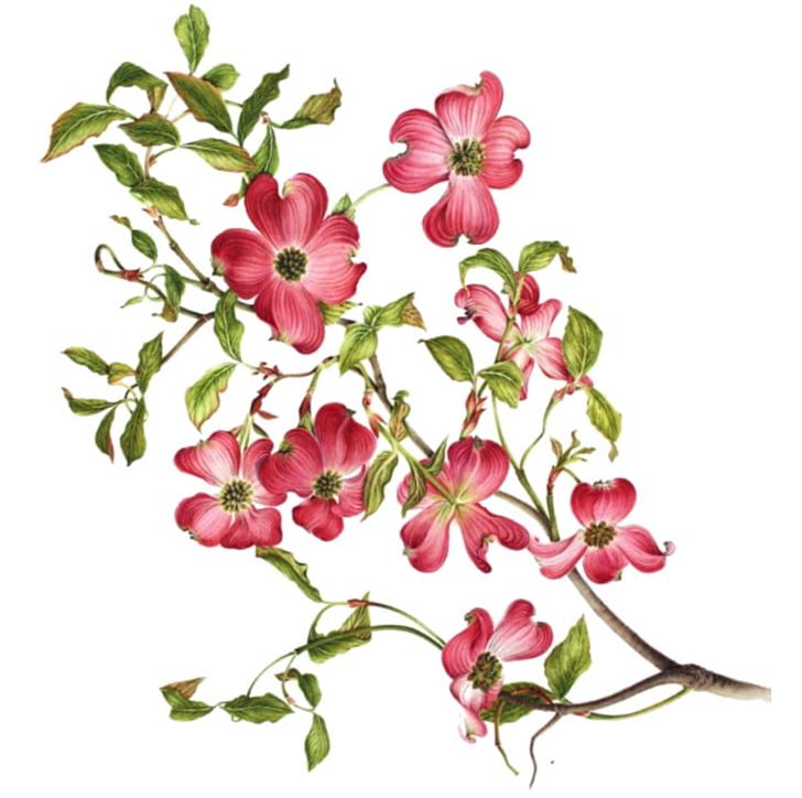 Flowering Dogwood Virginia Drawing PNG, Clipart, Blog, Blossom, Cut Flowers, Dogwood, Flora Free PNG Download