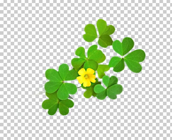 Four-leaf Clover PNG, Clipart, Clover, Download, Flower, Flowering Plant, Flowers Free PNG Download