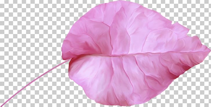 Petal Pink M Cut Flowers RTV Pink Flowering Plant PNG, Clipart, Cut Flowers, Flower, Flowering Plant, Leaf, Magenta Free PNG Download