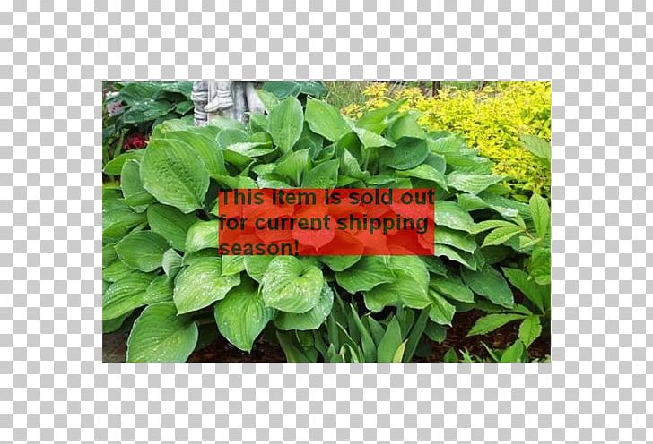 Spinach Spring Greens Herb Leaf Annual Plant PNG, Clipart, Annual Plant, Grass, Groundcover, Herb, Lawn Free PNG Download